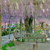 天王川公園　藤棚１