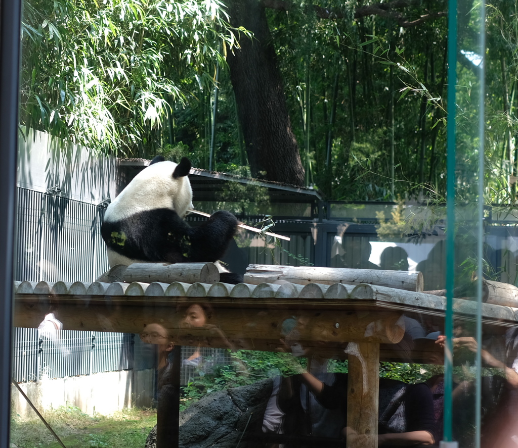 上野動物園４