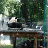 上野動物園４