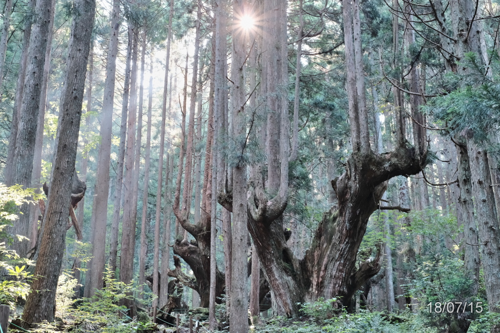 神々しい山の中で