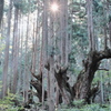 神々しい山の中で