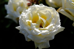 花フェスタ記念公園４