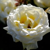 花フェスタ記念公園４