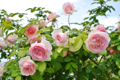 薔薇２