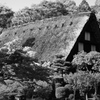 東山植物園３