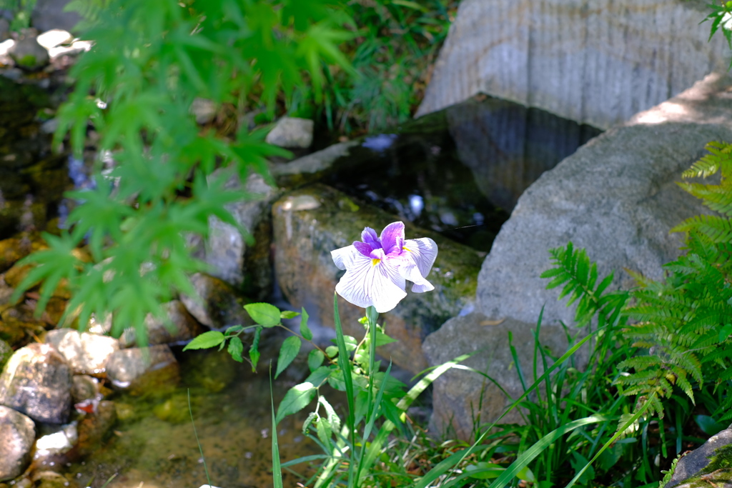 一輪の花