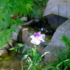 一輪の花