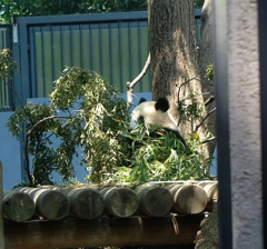 上野動物園５