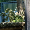 上野動物園５