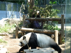 上野動物園７