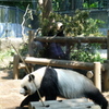 上野動物園７