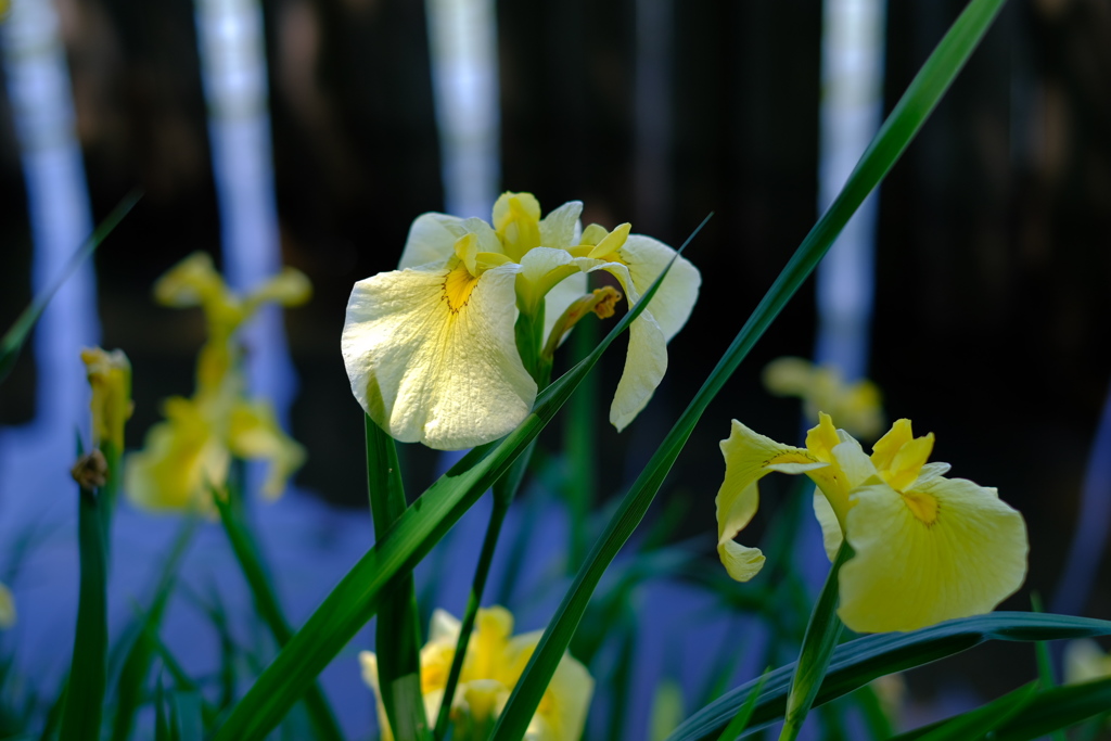 花菖蒲