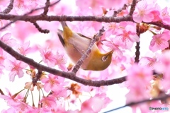 メジロ