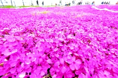 芝桜(๑•̀ㅂ•́)و✧