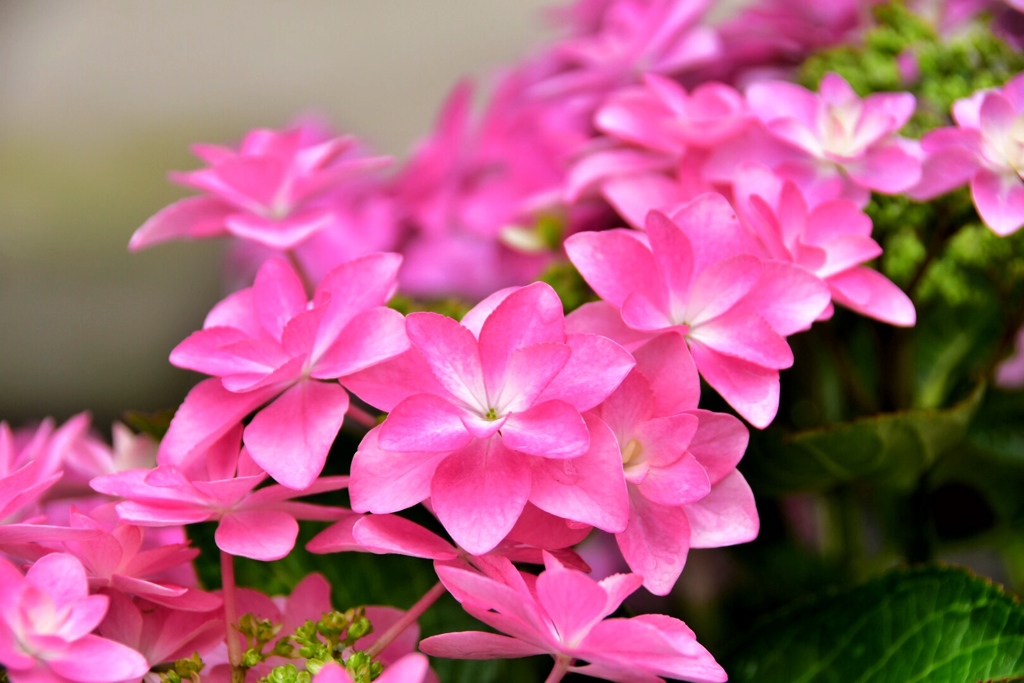 アジサイ(*´∀`)♪