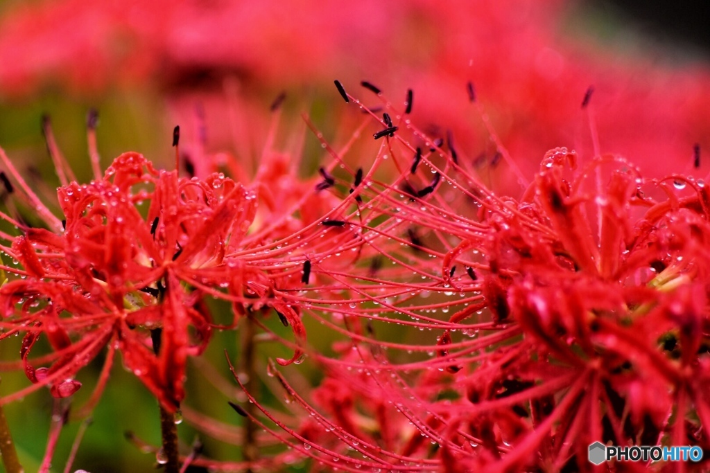 矢勝川の彼岸花