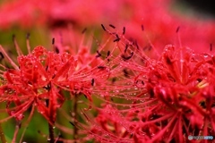 矢勝川の彼岸花