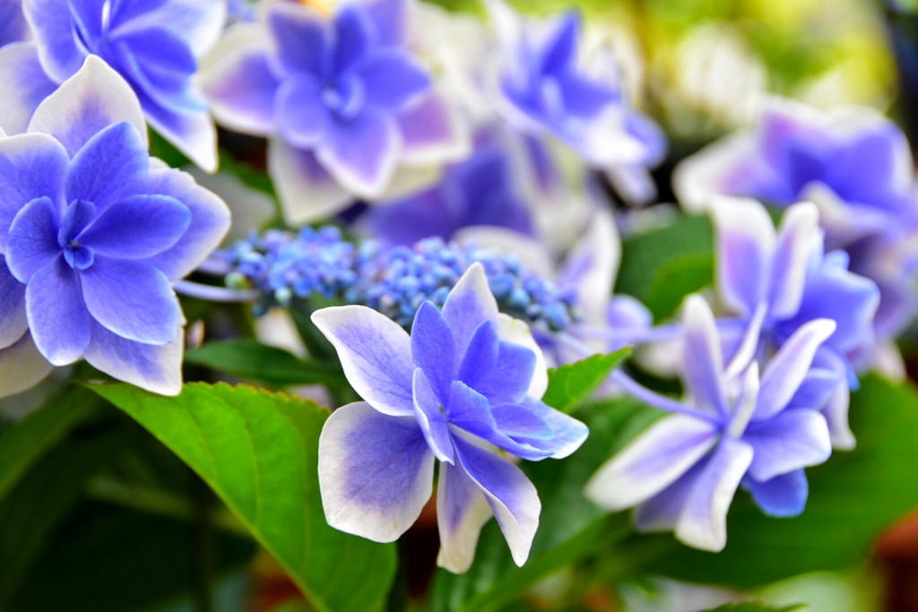 あじさい(･д･｡)