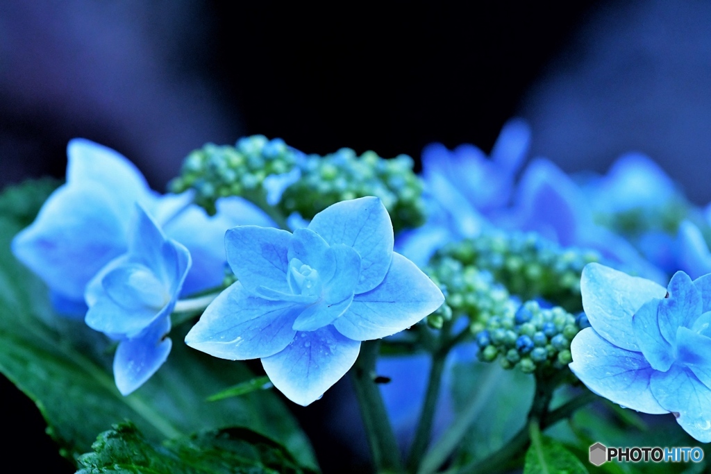 紫陽花