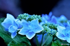 紫陽花