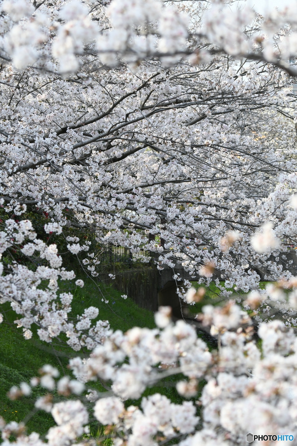 桜満開