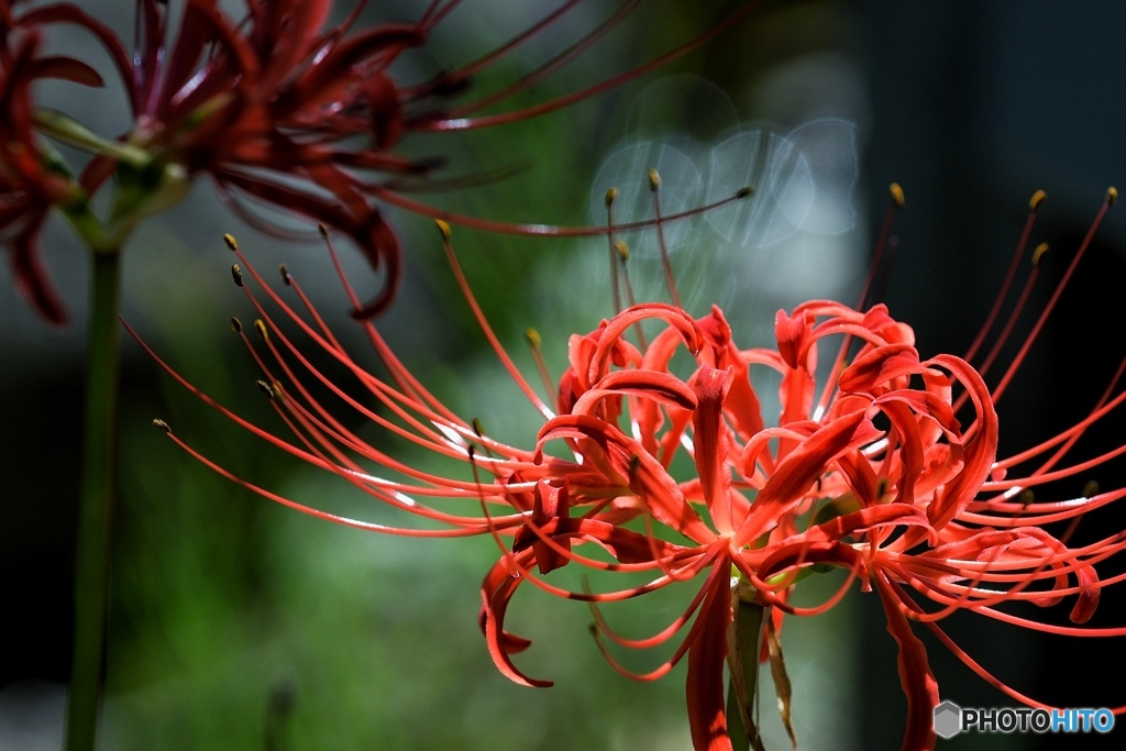 彼岸花