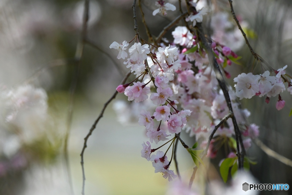 しだれ桜