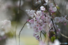 しだれ桜