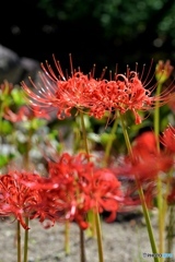 彼岸花