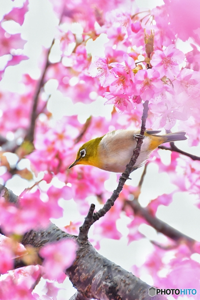 河津桜