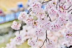 岡崎城の桜