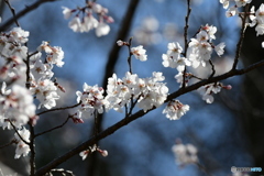 淡墨桜