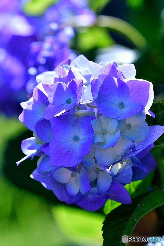 紫陽花
