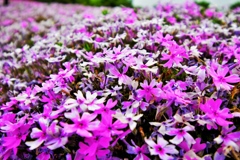 芝桜綺麗だった！