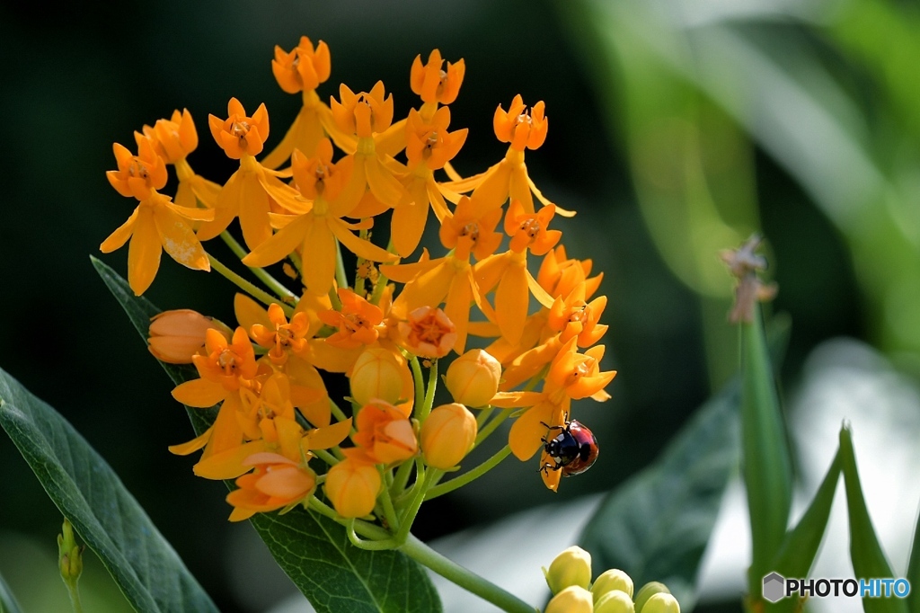 アスクレピアス