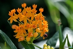 アスクレピアス