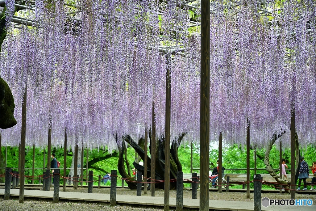 岡崎公園のふじ
