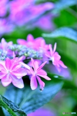 紫陽花