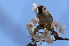 雀と桜