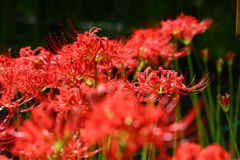 曼珠沙華