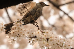 ヒヨドリ
