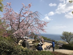熱海　桜1