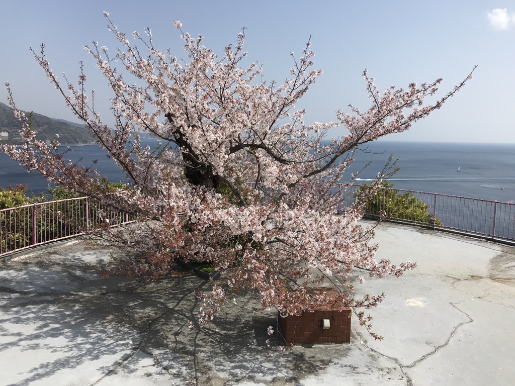 熱海　桜1