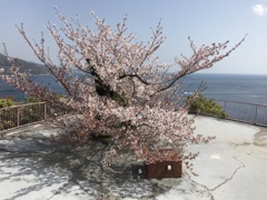 熱海　桜1