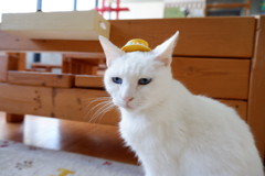 帽子①