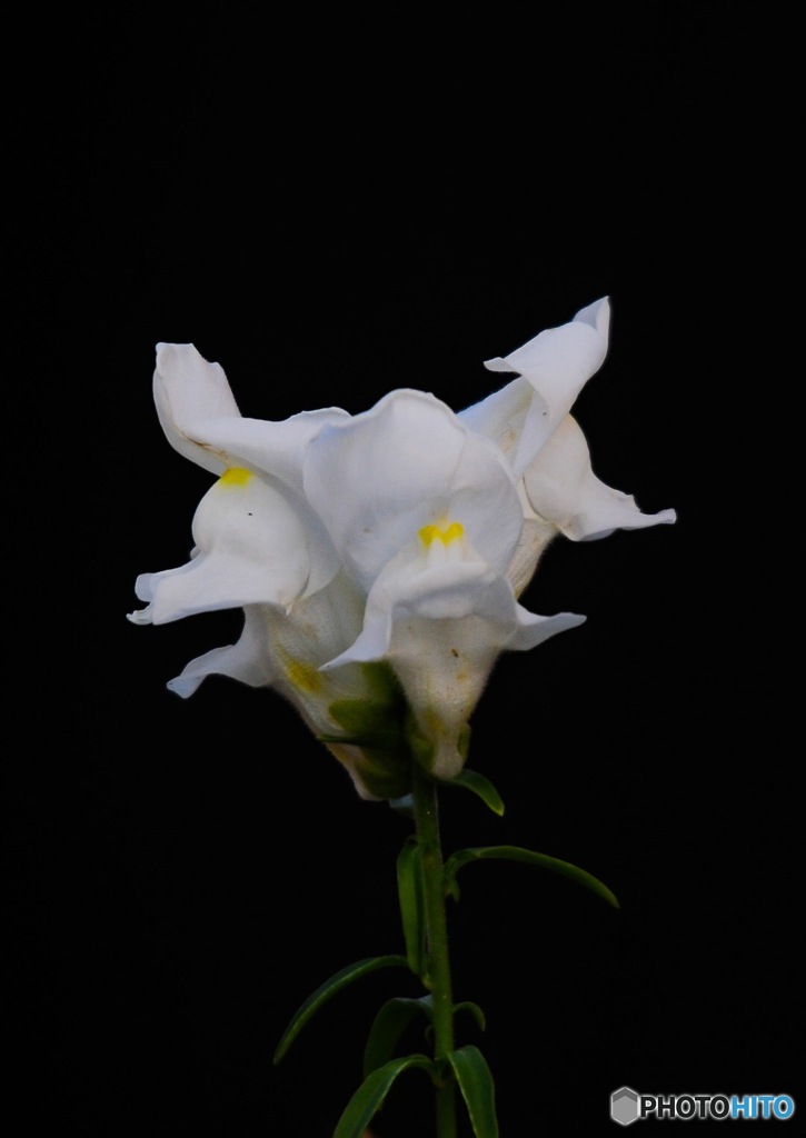 一輪の花