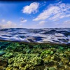 沖縄 瀬底島の半水面の写真