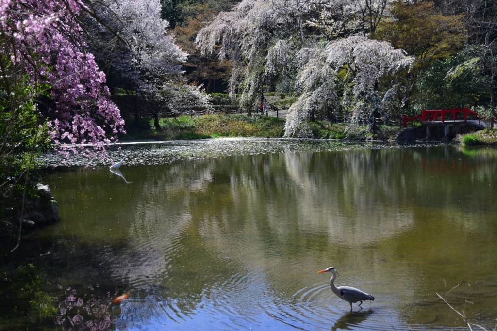 桜の池で
