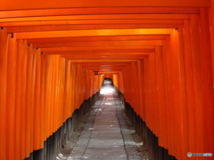 鳥居のトンネル