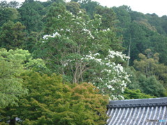 京都 南禅寺辺り